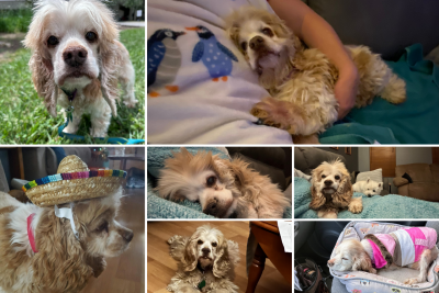 A collage of photos of Princess the Cocker Spaniel